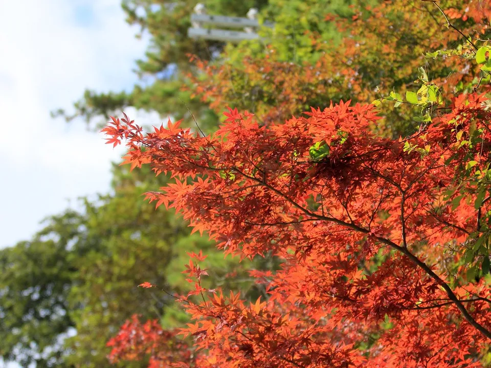 Red maple leaves are illuminated by sunlight with a soft, cloudy sky in the blurred background.