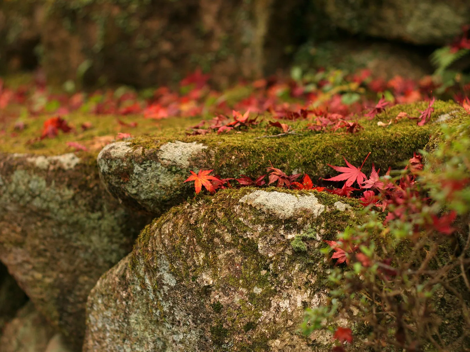 Close-up of bright red maple leaves scattered across a moss-covered rock.