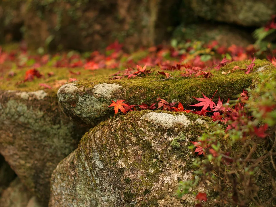 Close-up of bright red maple leaves scattered across a moss-covered rock.