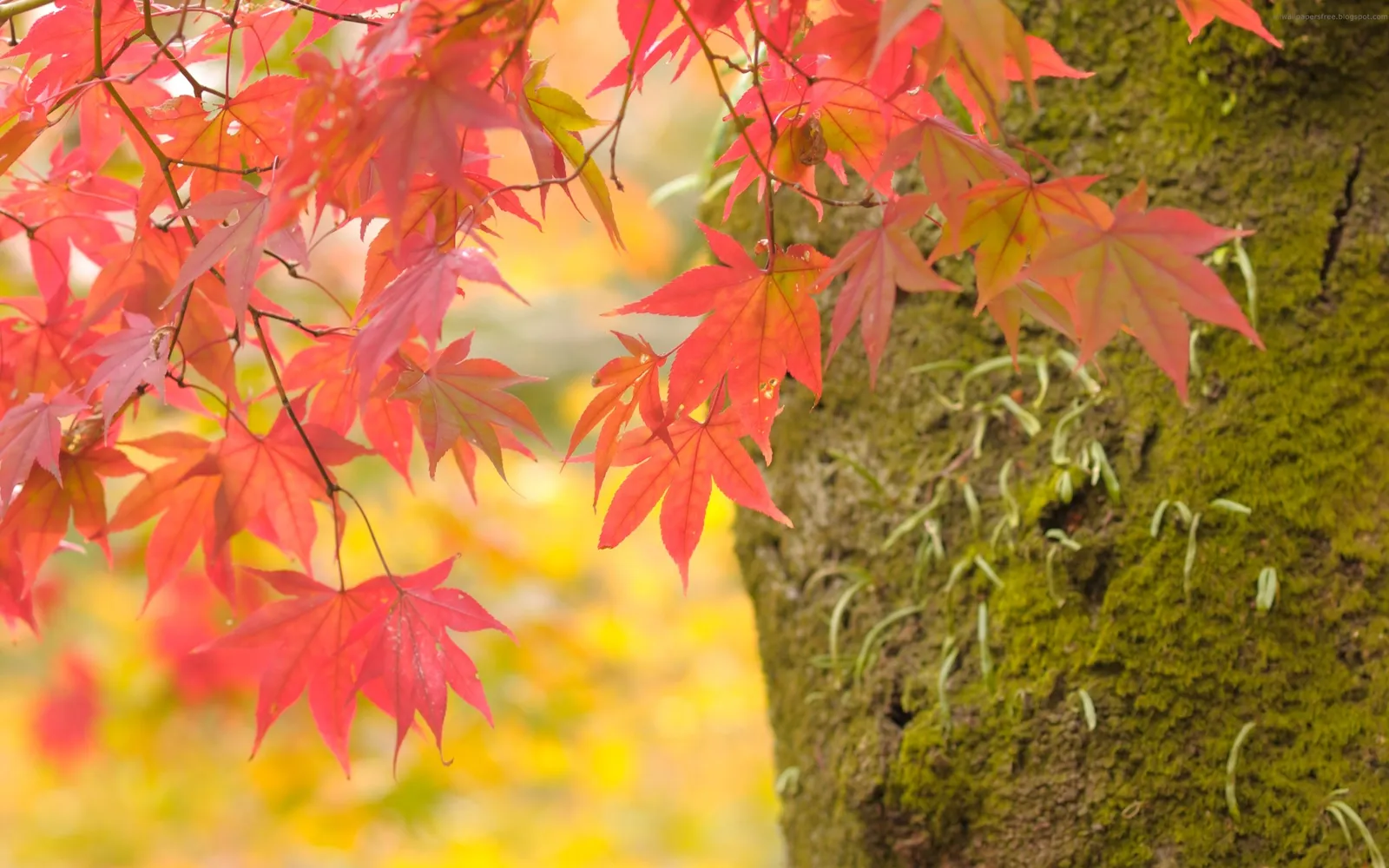 Close-up of bright red maple leaves in the foreground with a moss-covered tree trunk on the right and a blurred yellow background.