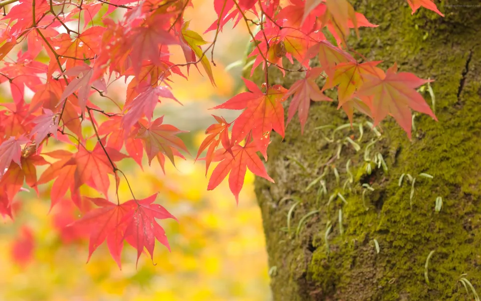 Close-up of bright red maple leaves in the foreground with a moss-covered tree trunk on the right and a blurred yellow background.