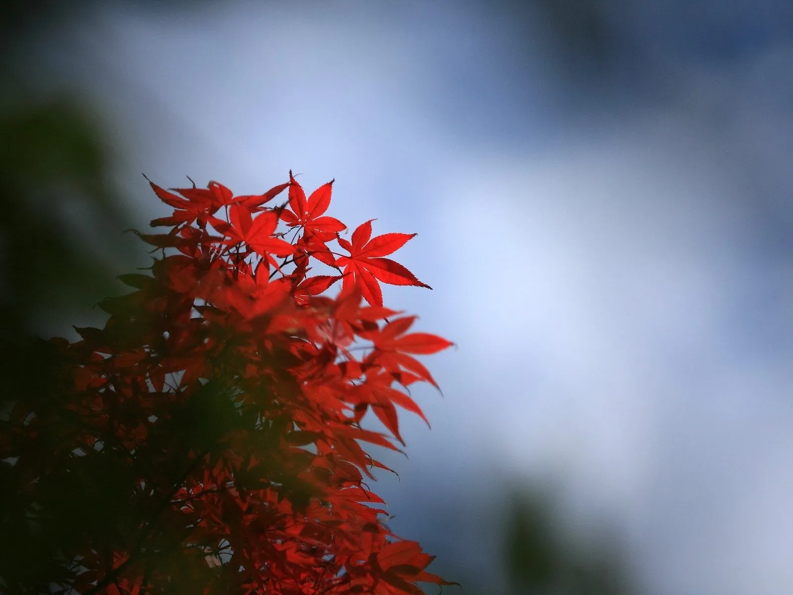 Close-up of bright red maple leaves with a blurred blue and gray sky in the background.