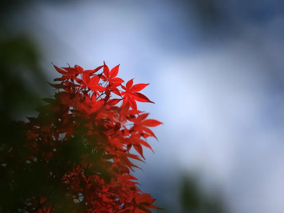 Close-up of bright red maple leaves with a blurred blue and gray sky in the background.