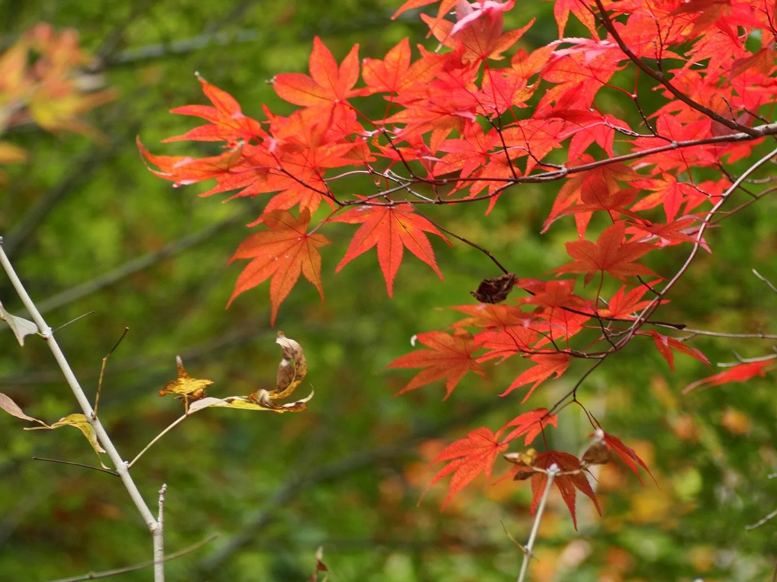 Vibrant red maple leaves are illuminated by soft light against a blurred green forest background.