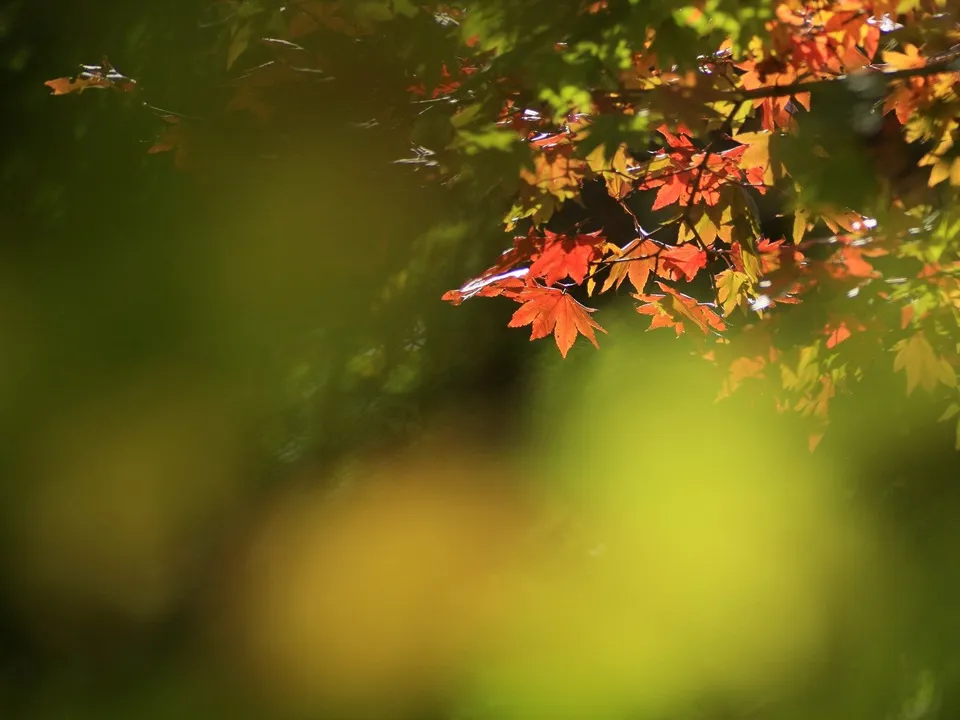 Close-up of bright red maple leaves against a soft, blurred green background with sunlight.