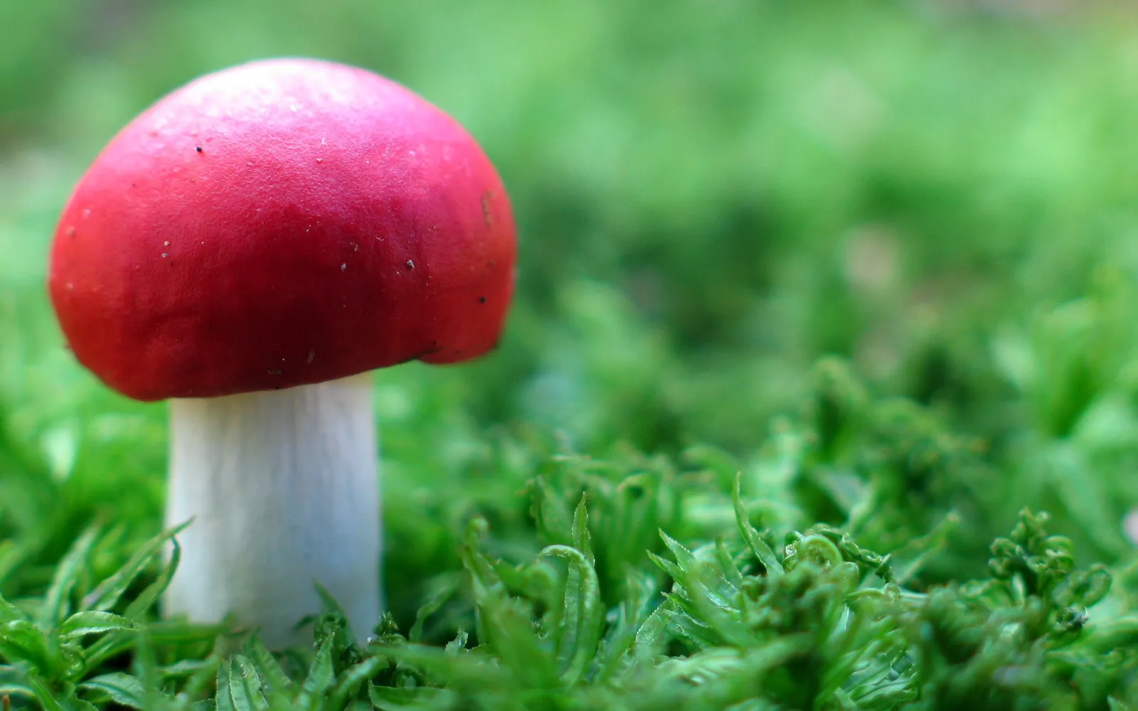 A close-up of a bright red mushroom with a white stem, nestled in vibrant green moss.