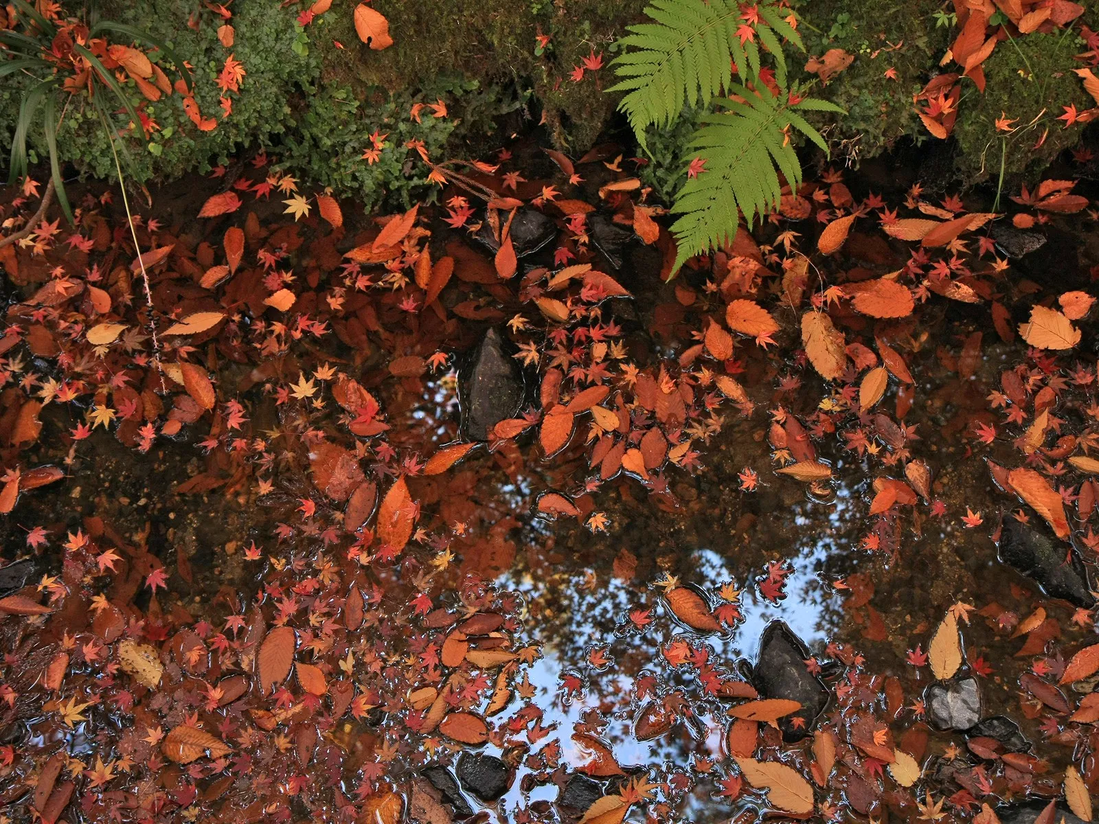 Numerous red and orange leaves float on the surface of a shallow forest stream.