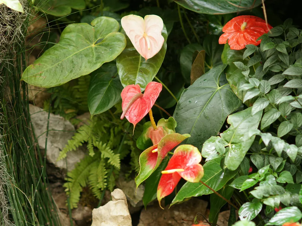 Anthurium flowers in red and pink tones with green foliage, ferns, and rocks.