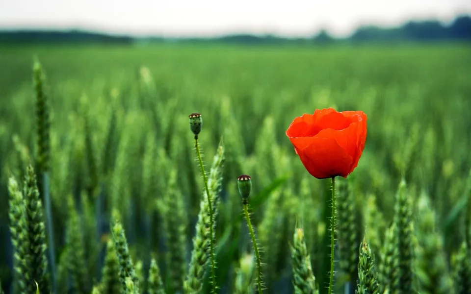 A single vibrant red poppy flower stands out in a field of green wheat.