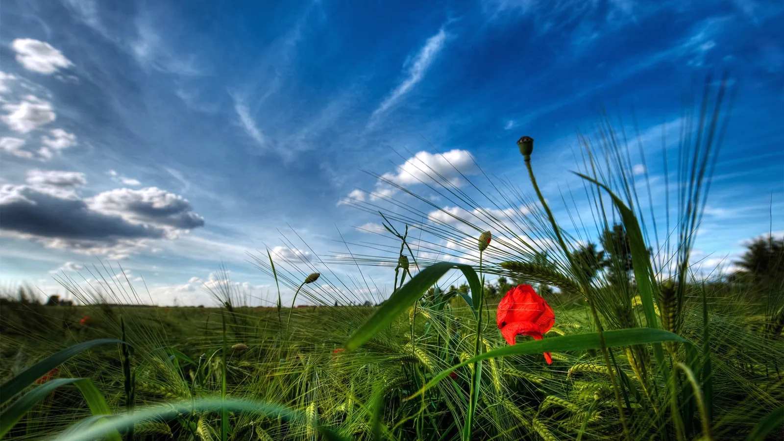 A single red poppy blooms in a field of green wheat under a bright blue sky with wispy clouds.