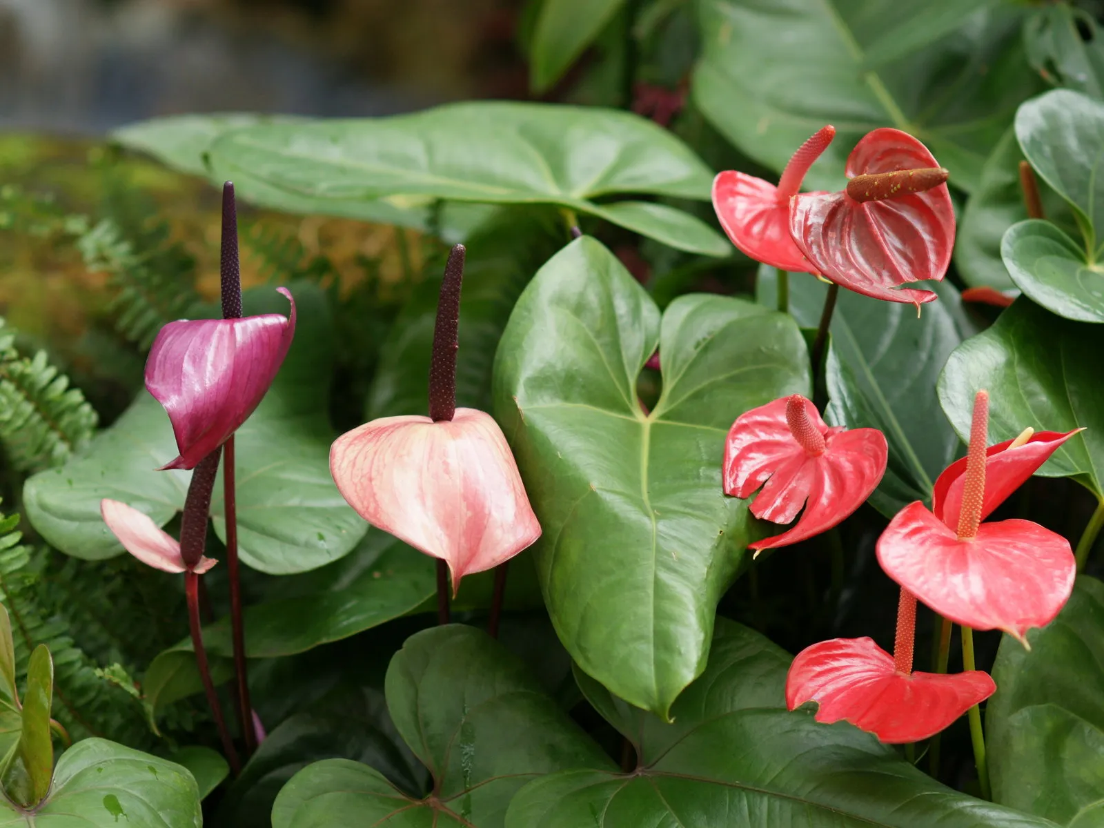 Anthurium flowers in red, pink, and purple hues against deep green foliage.