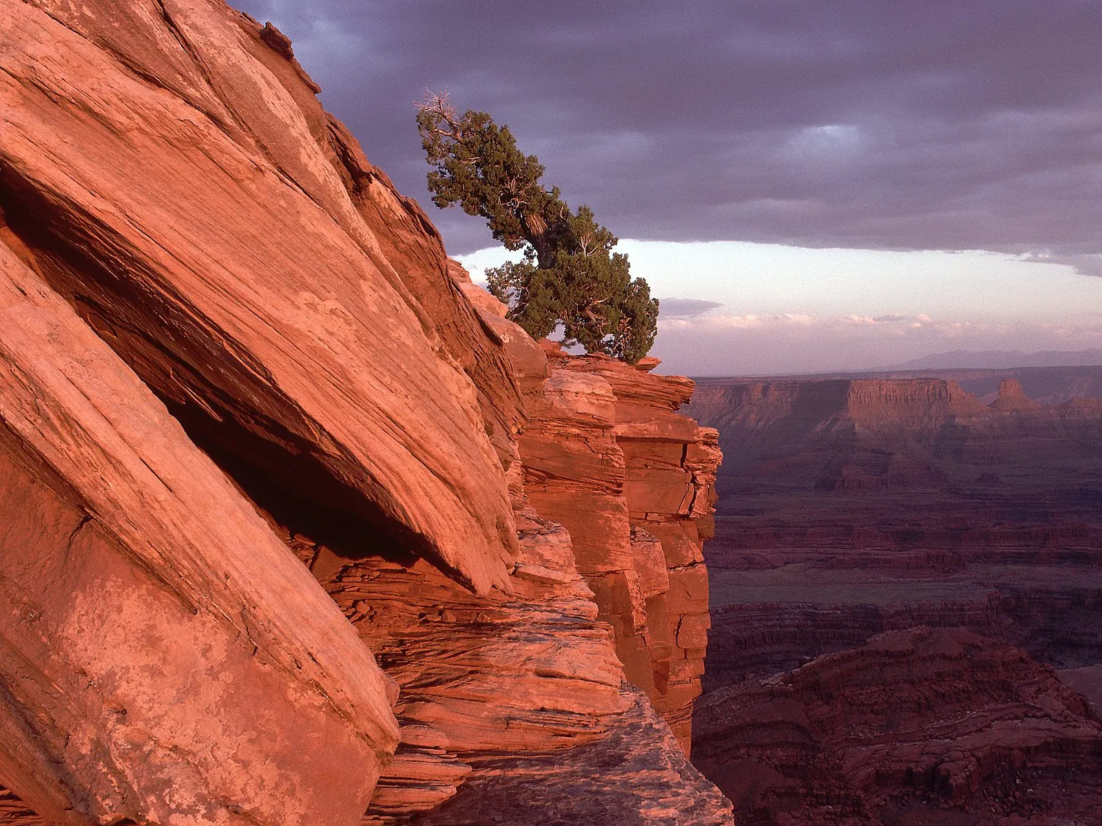 A lone tree clings to the edge of a red rock cliff overlooking a vast canyon at dusk.
