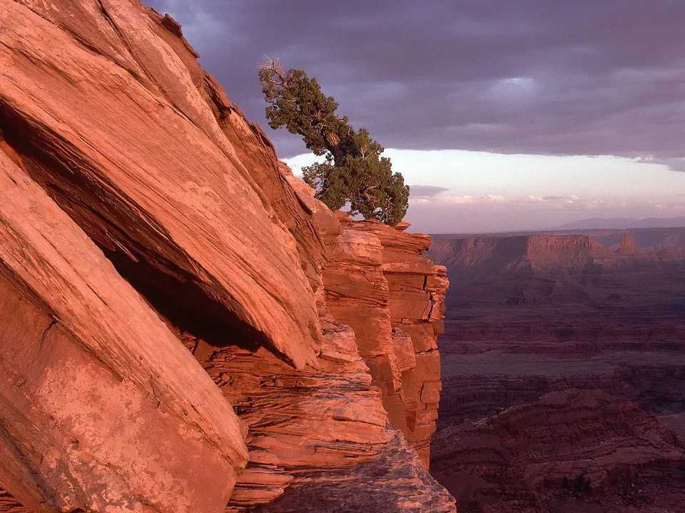 A lone tree clings to the edge of a red rock cliff overlooking a vast canyon at dusk.