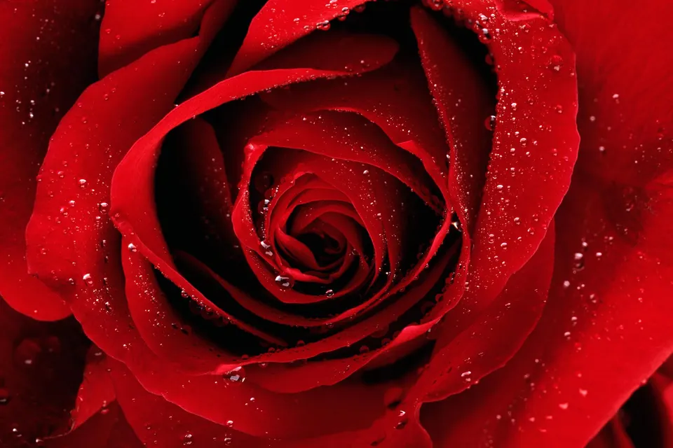 A close-up macro shot of a vibrant red rose with many small water droplets on its petals.