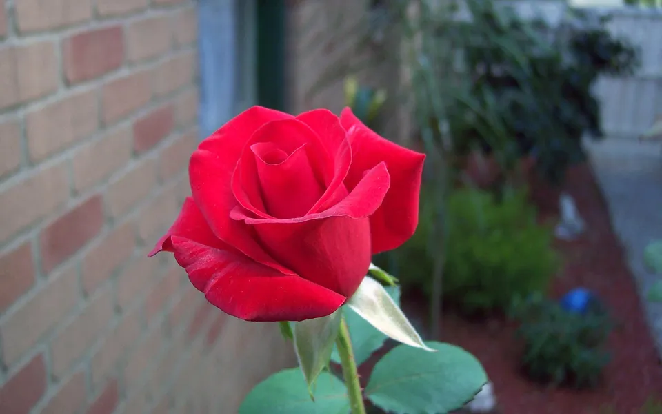 A close-up of a vibrant red rose with delicate petals, set against a blurred brick wall and garden background.