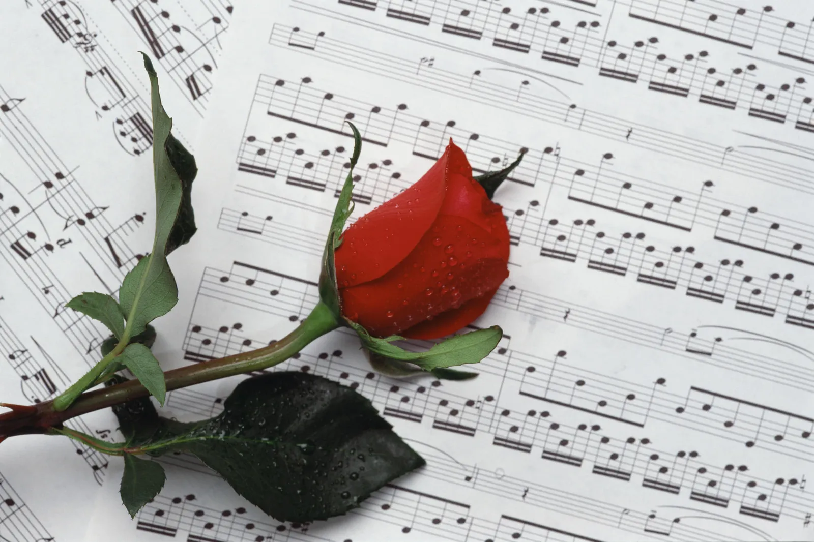 A single red rose with water droplets lies on a page of sheet music.