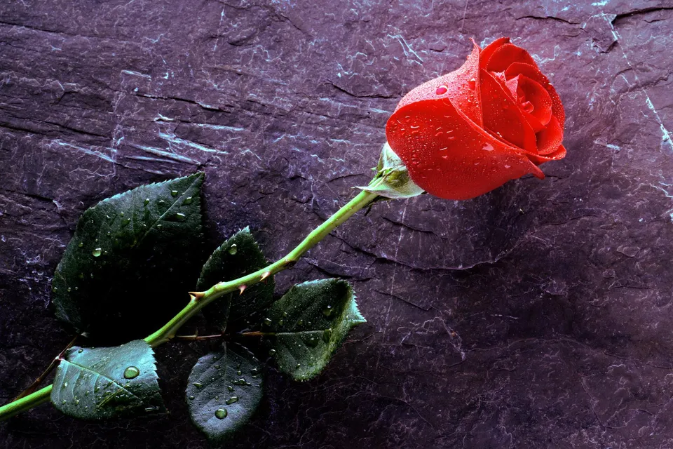 A single red rose with water droplets rests on a dark, textured surface.