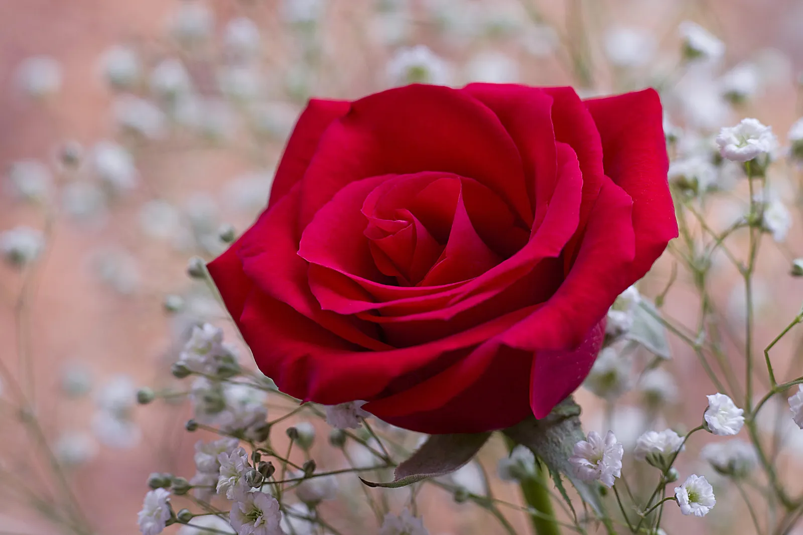 A close-up of a vibrant red rose surrounded by small white flowers and a soft, blurred background.