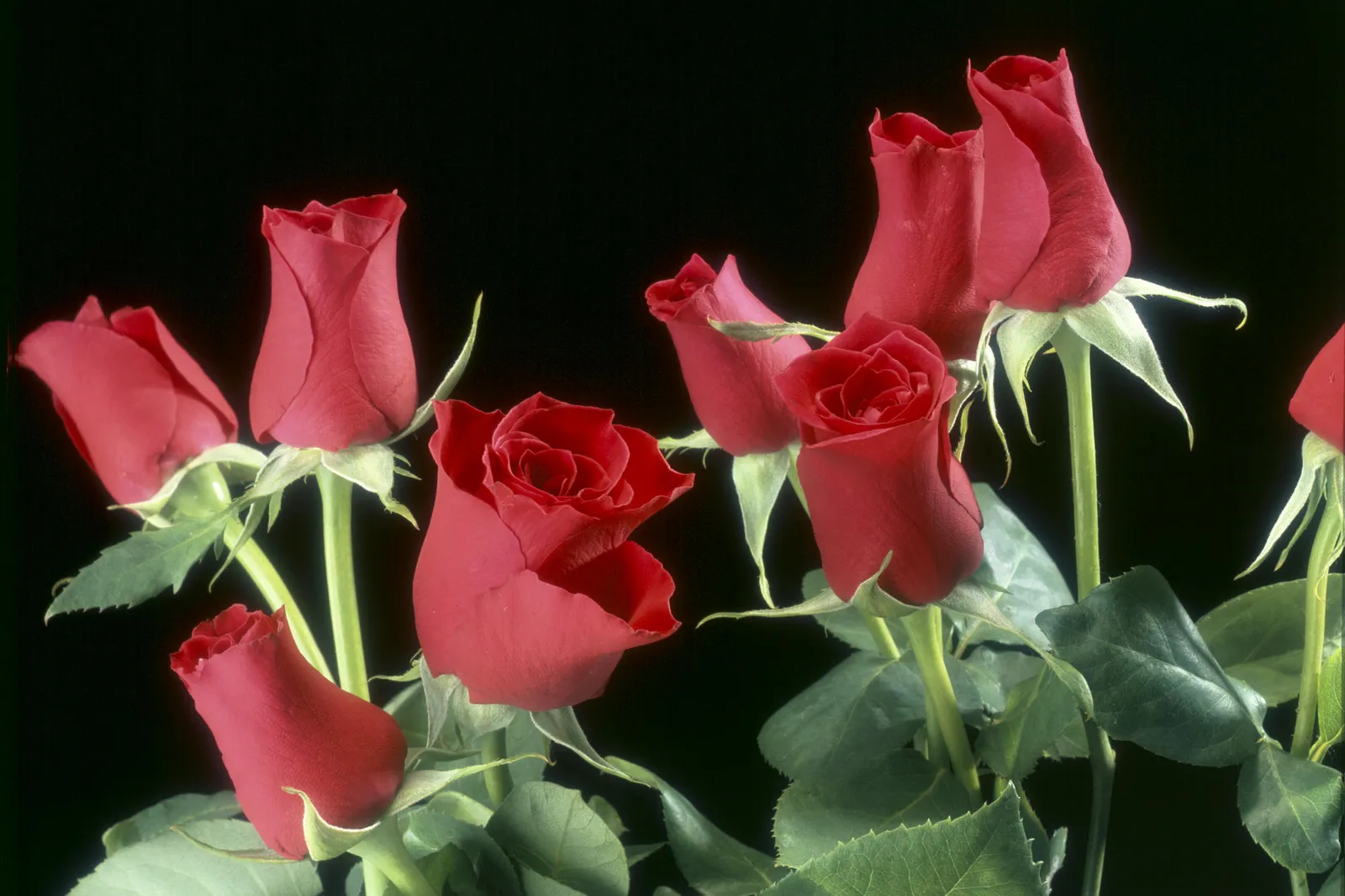 Several red roses with green leaves are arranged against a plain black background.