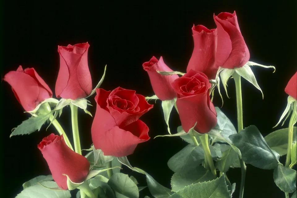 Several red roses with green leaves are arranged against a plain black background.