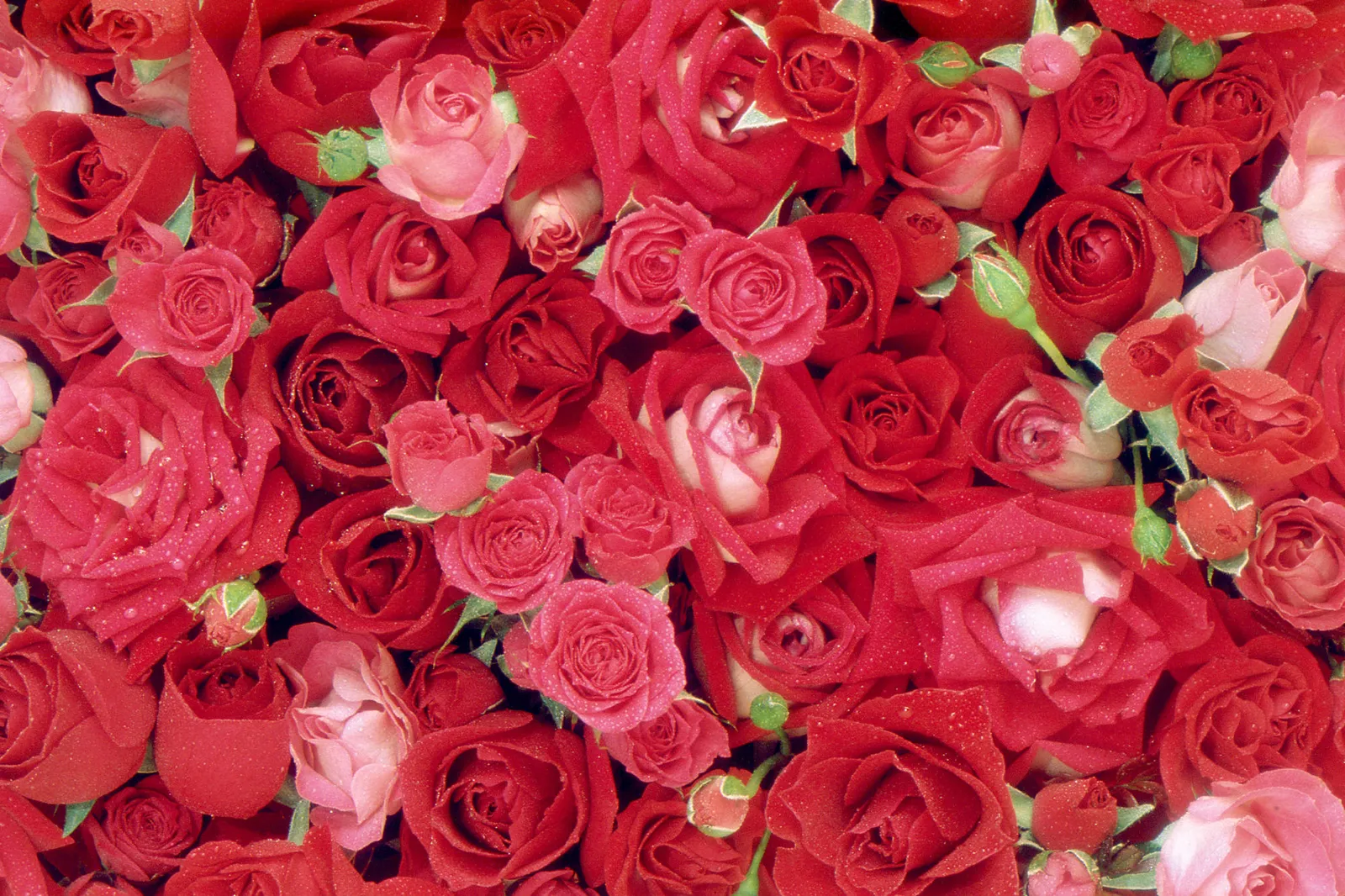 A close-up view of many red and pink roses, some with water droplets on their petals.