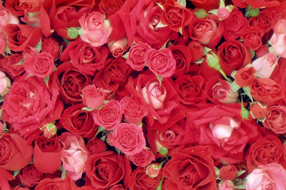 A close-up view of many red and pink roses, some with water droplets on their petals.