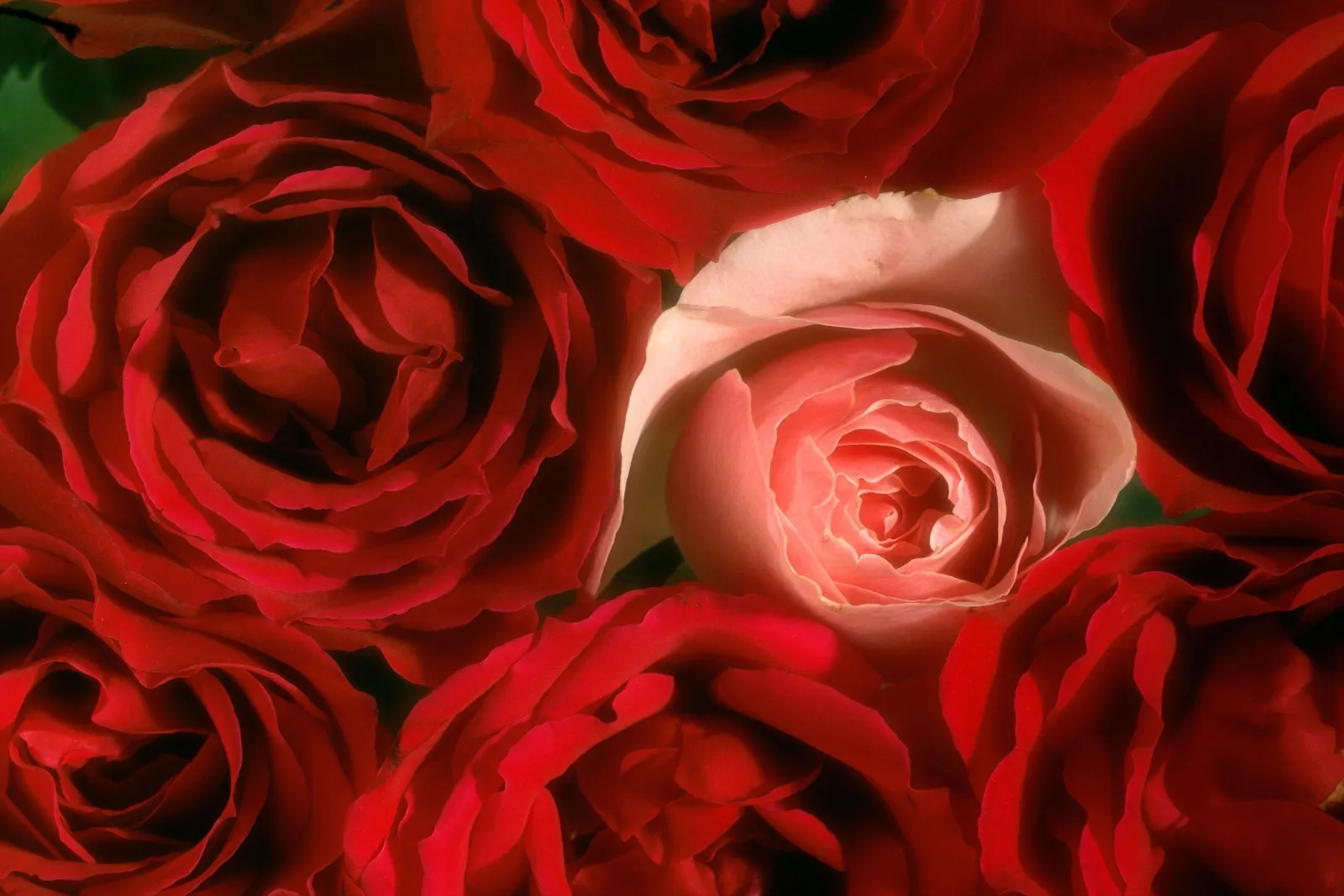 Close-up of a bouquet of deep red roses with one lighter pink rose in the center.
