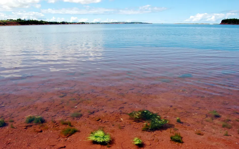 A view of a shallow body of water with a red sandy bottom, showing some green aquatic plants.