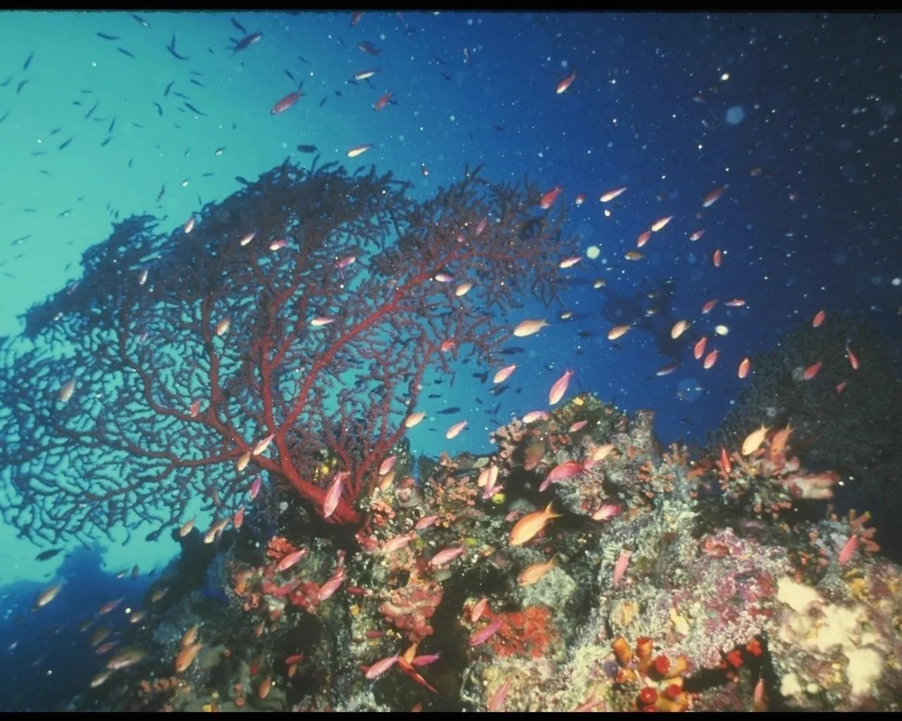 A large red sea fan is the main focus of this underwater coral reef scene.