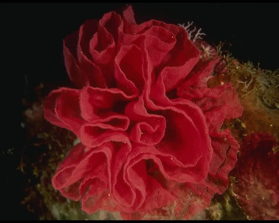 A close-up of a bright red, ruffled sea sponge against a dark background.