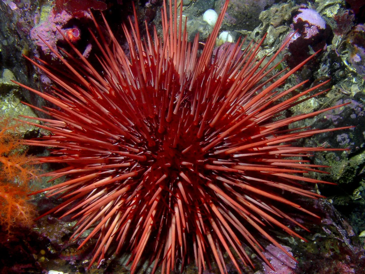 A close-up of a bright red sea urchin with numerous sharp spines radiating outwards.
