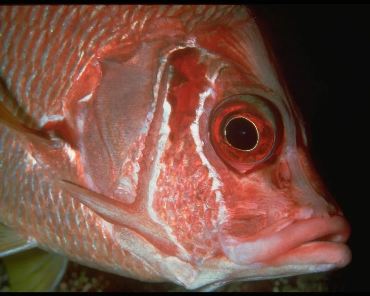 A close-up, detailed view of a red snapper fish's head and eye against a dark background.