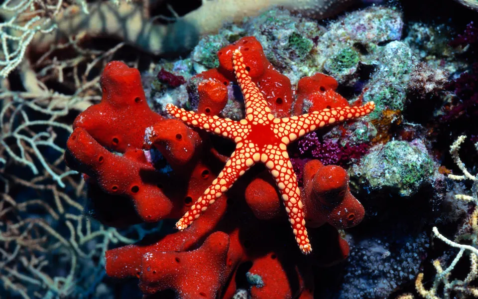 A bright red starfish with yellow spots rests on red sponges and colorful coral.