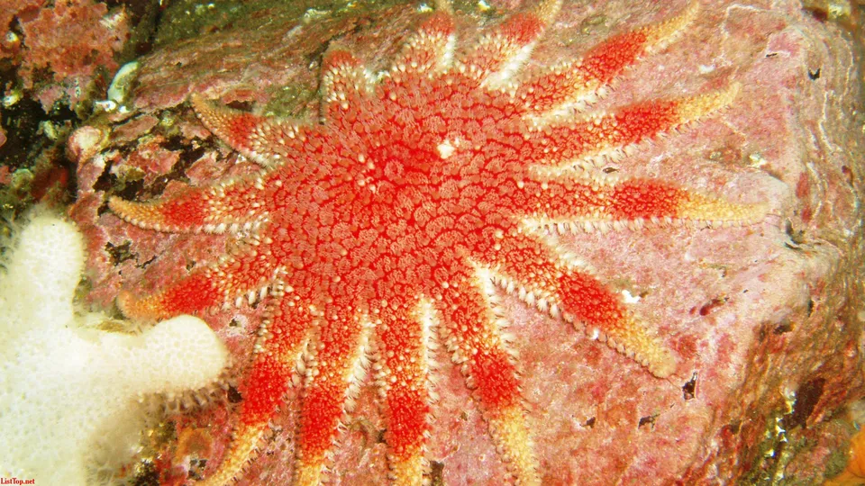 A close-up view of a bright red starfish with many arms attached to a textured, pinkish-red rock.