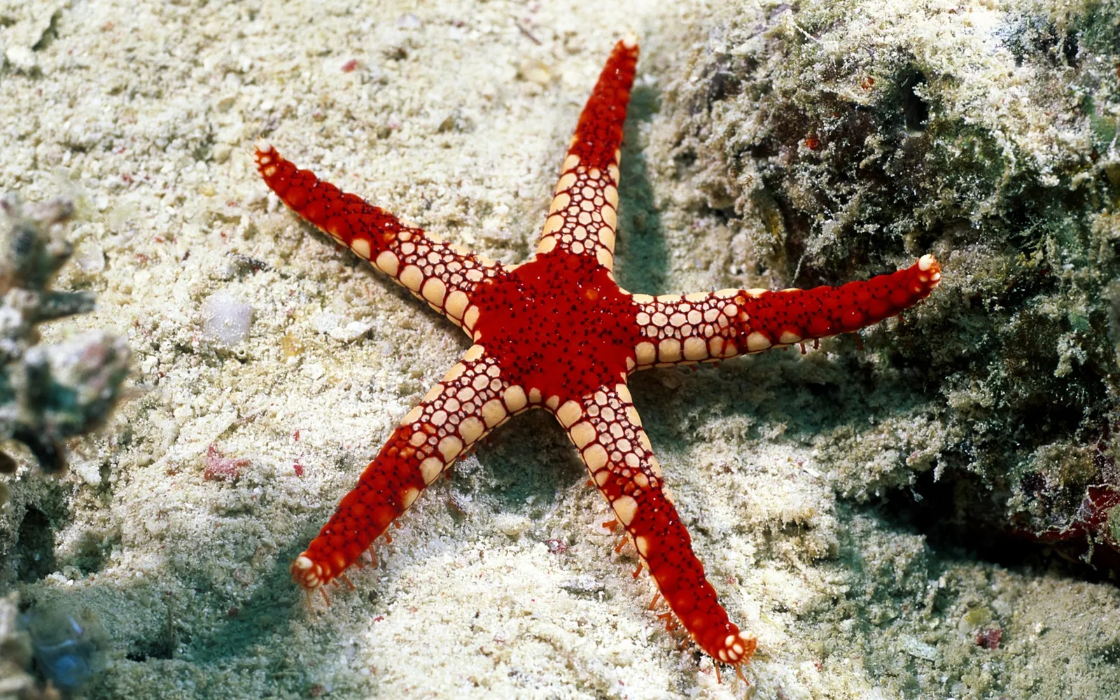 A bright red starfish with white spots rests on a sandy ocean floor next to coral.