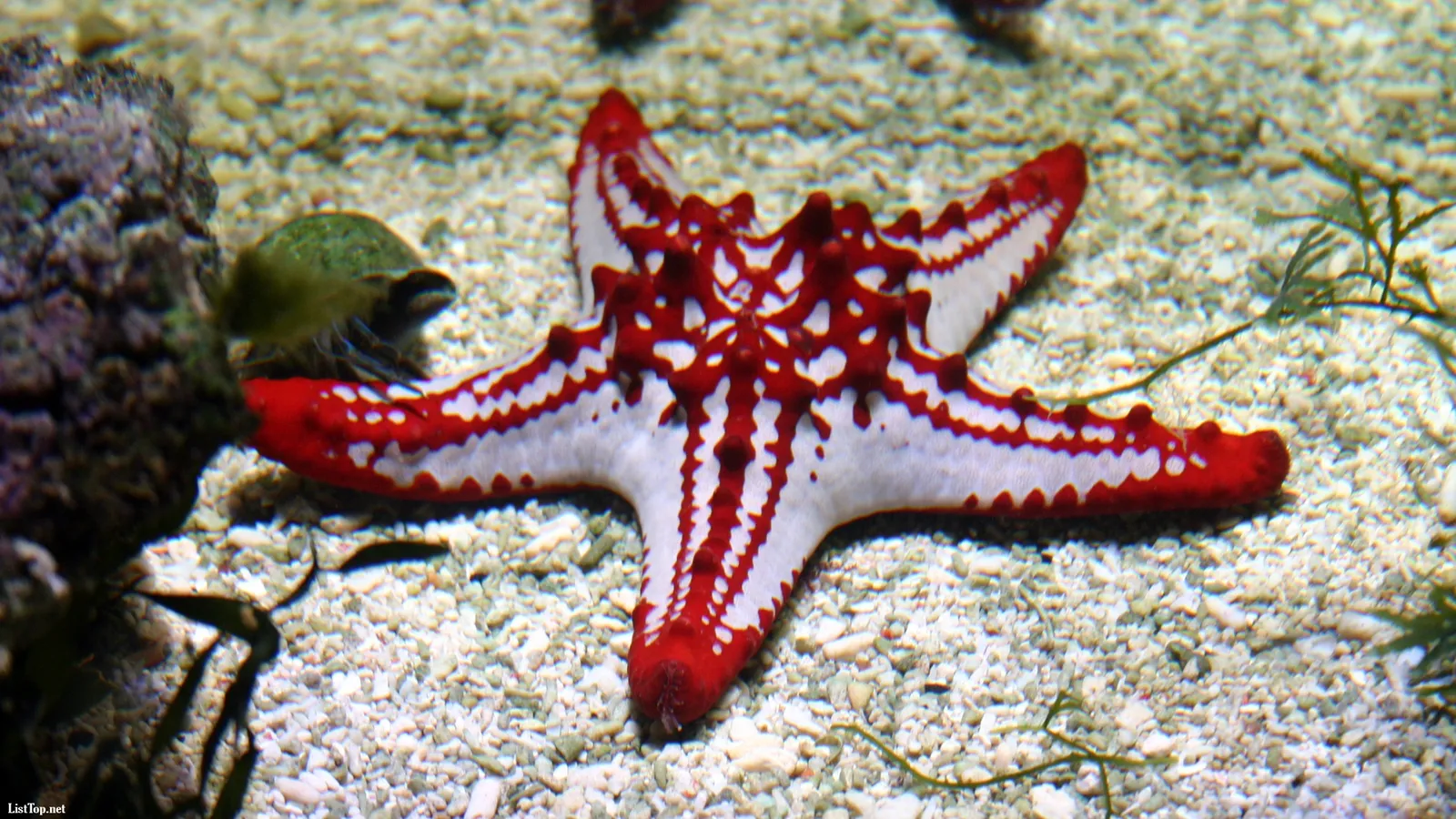 A red and white starfish rests on a sandy ocean floor with a rock and some seaweed nearby.