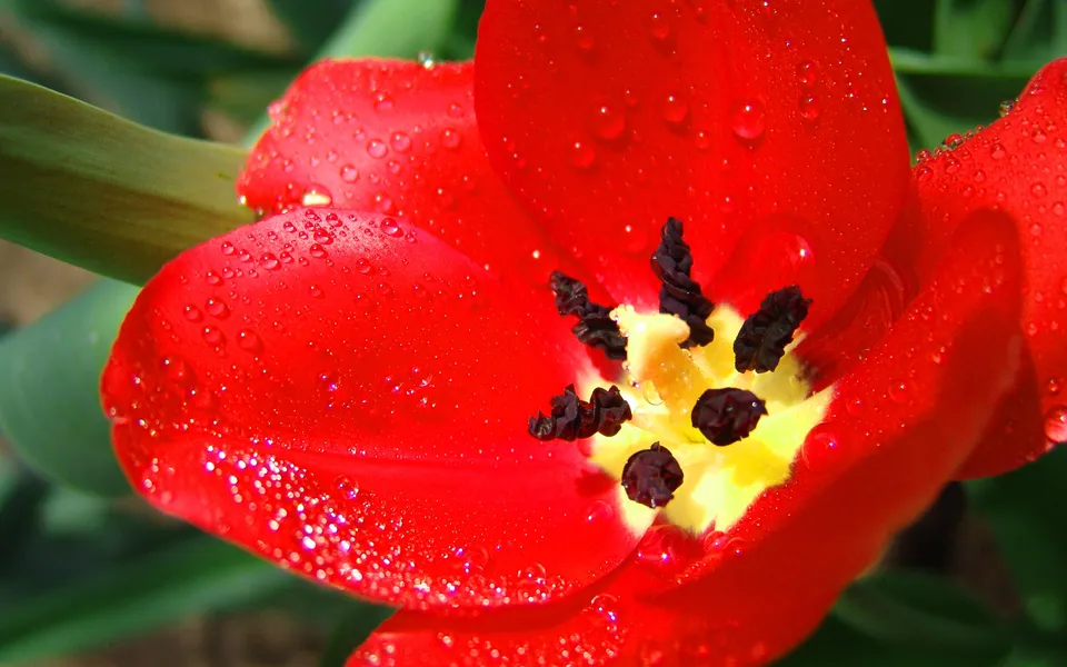 Close-up of a bright red tulip with yellow center, covered in small water droplets.