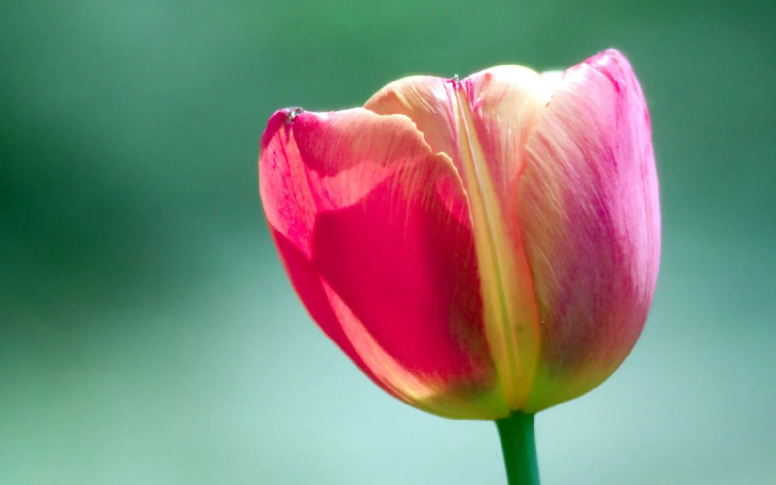 A close-up of a vibrant red and yellow tulip with a soft green blurred background.
