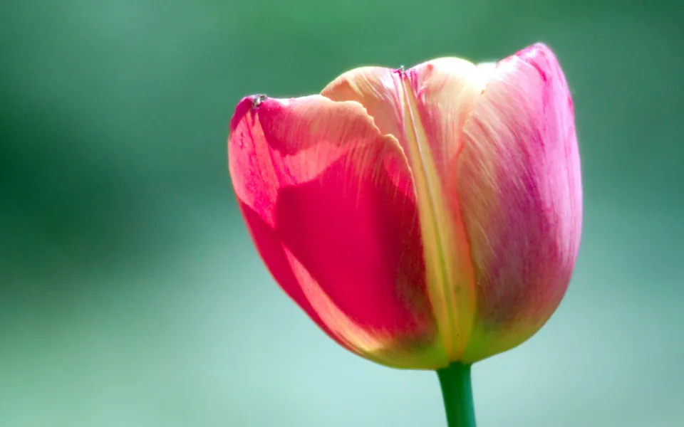 A close-up of a vibrant red and yellow tulip with a soft green blurred background.