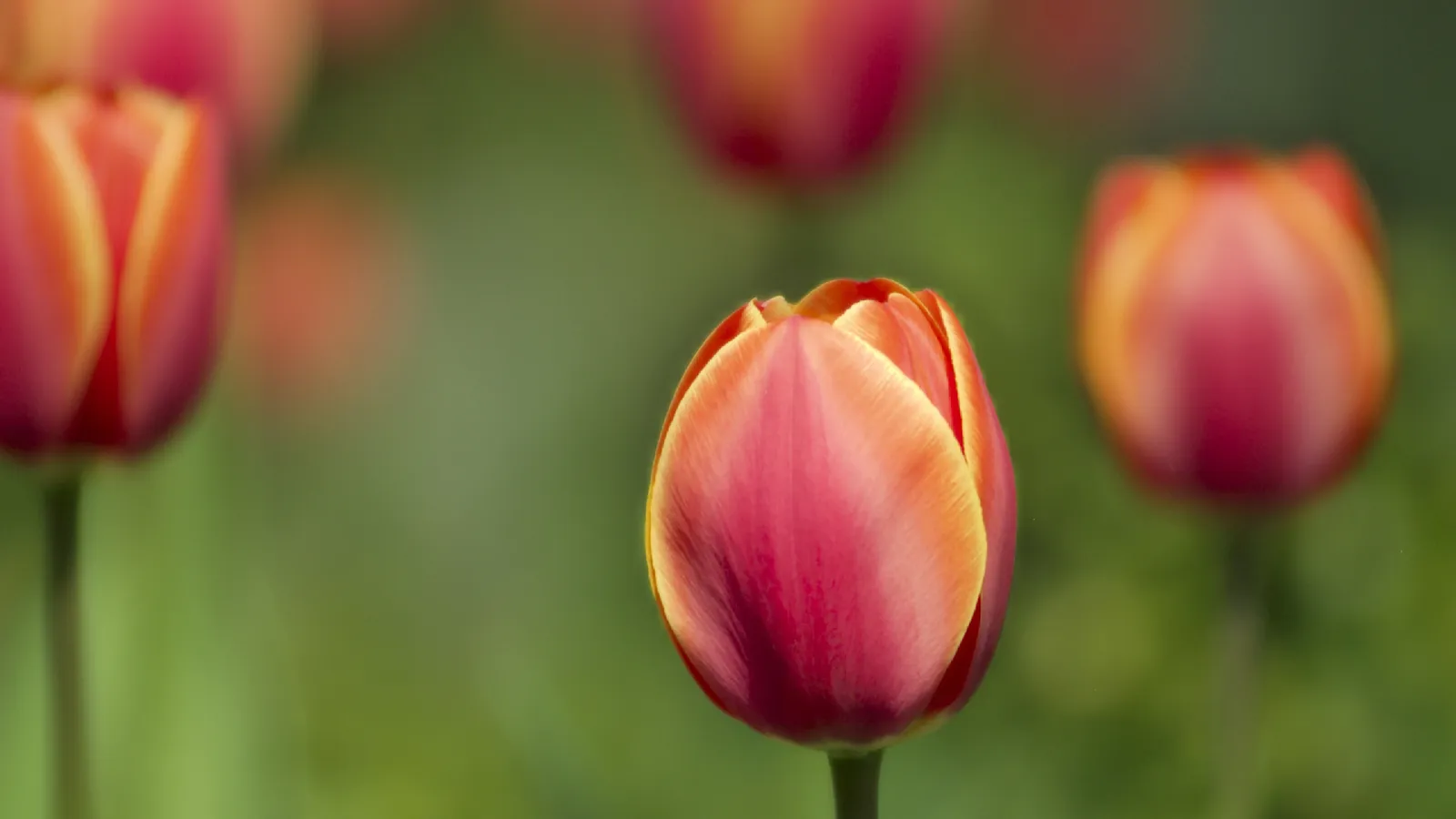 A close-up view of a red and yellow tulip with a blurred background of other tulips.