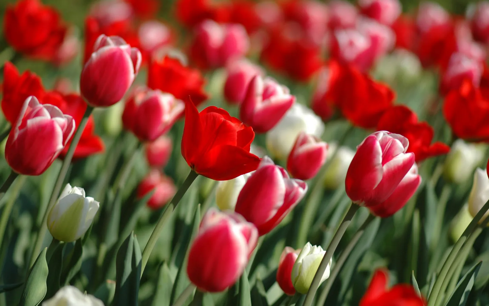 A close-up view of a field of red and white tulips with green stems and leaves.