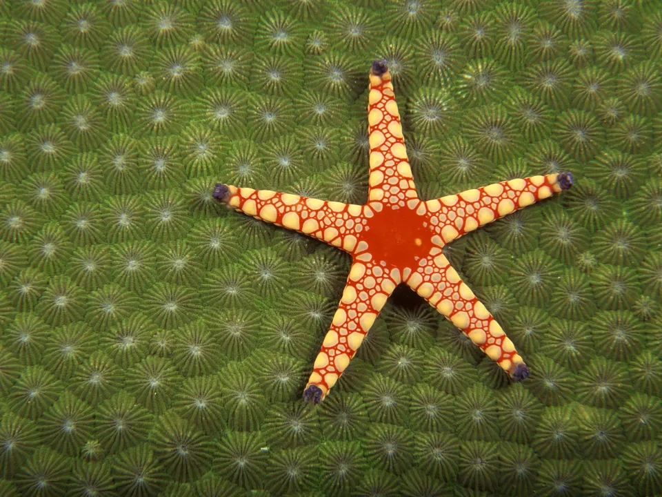 A red and yellow starfish rests on a bed of green coral polyps.