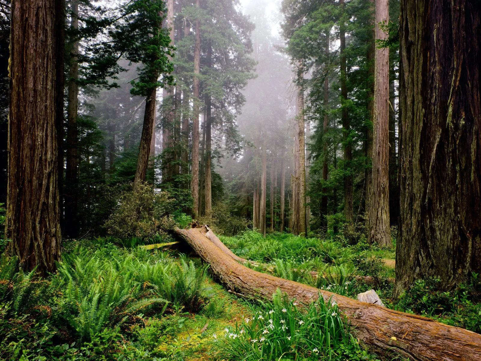A fallen redwood log lies across a forest floor covered in ferns and small white flowers, with tall redwood trees disappearing into the mist.