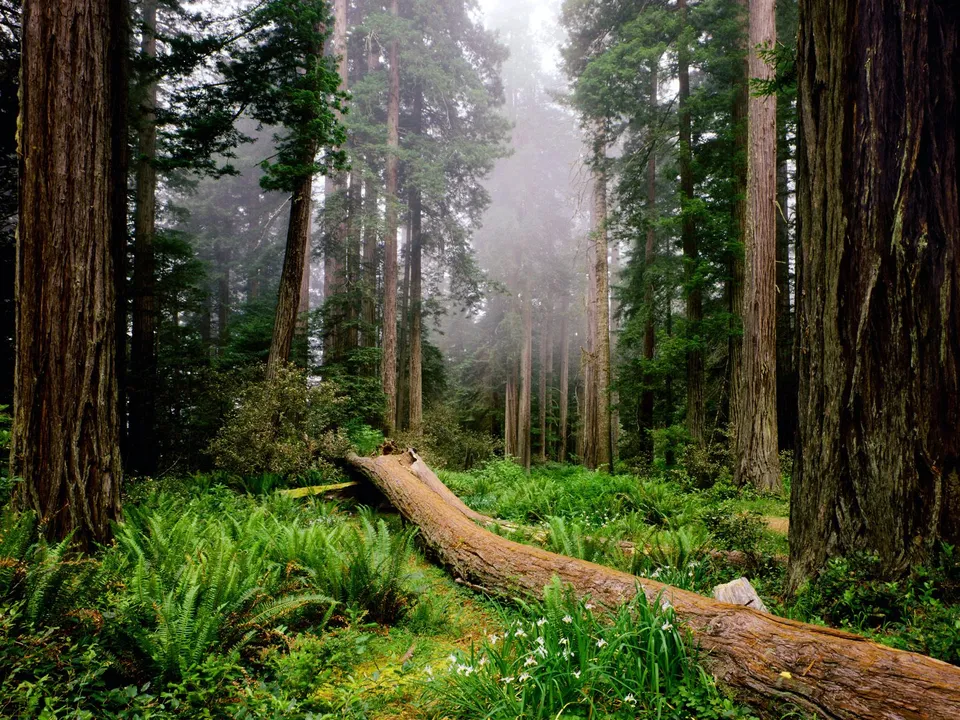 A fallen redwood log lies across a forest floor covered in ferns and small white flowers, with tall redwood trees disappearing into the mist.