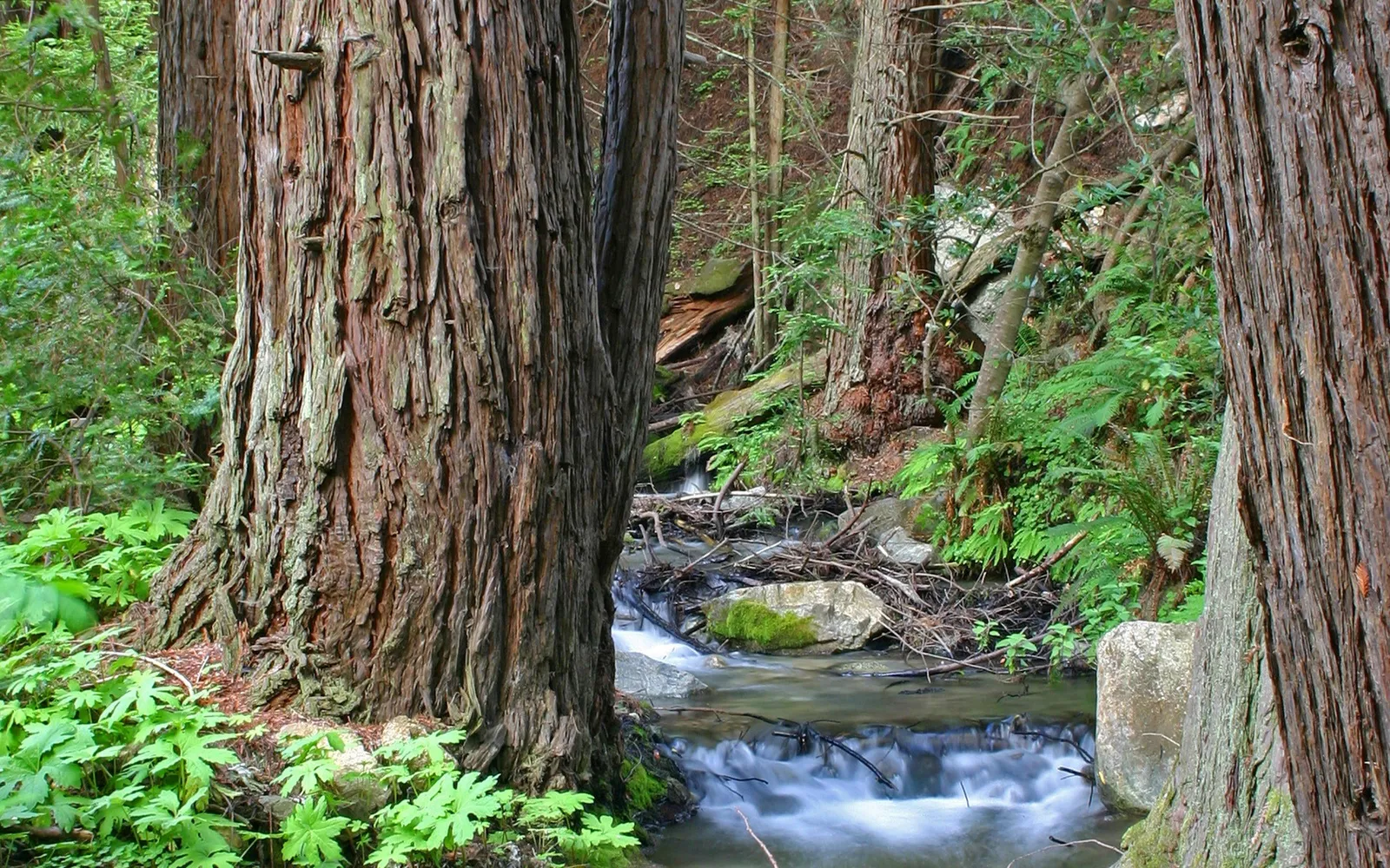 A gentle stream flows through a dense redwood forest, with large tree trunks and vibrant green foliage.