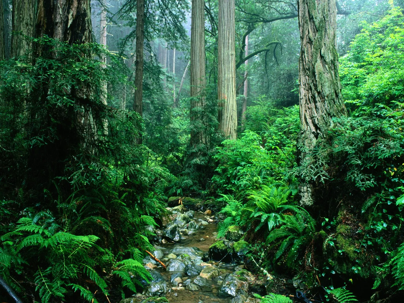 A misty redwood forest with a small stream flowing over rocks, surrounded by lush ferns.