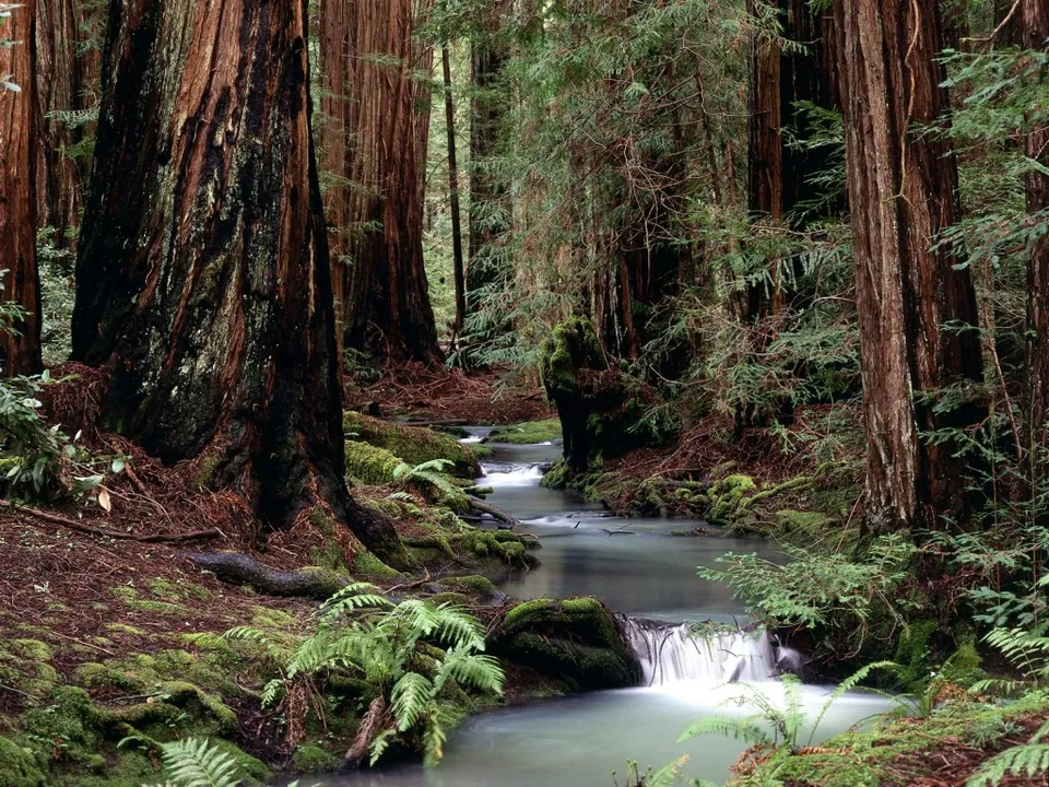 A gentle stream flows through a lush redwood forest with moss-covered ground and ferns.