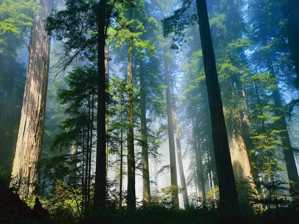 Tall redwood trees with sunlight filtering through the canopy and mist.