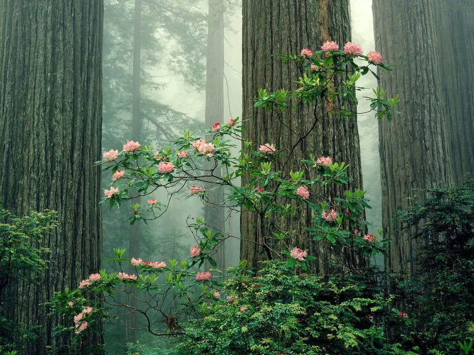 Close-up of a rhododendron branch with pink flowers blooming on a redwood tree trunk.