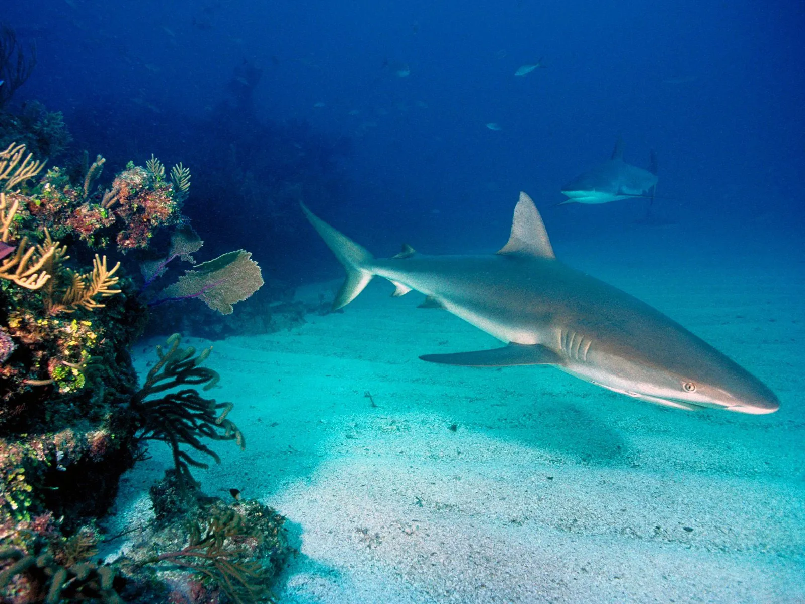 A Caribbean reef shark swims gracefully over a sandy seabed near a coral reef, with another shark in the background.